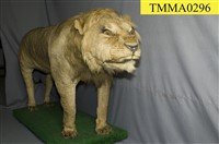 藏品(獅子)的圖片